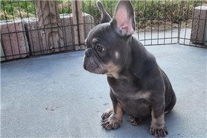 Daniel - French Bulldog for sale