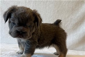 Nolan - French Bulldog for sale