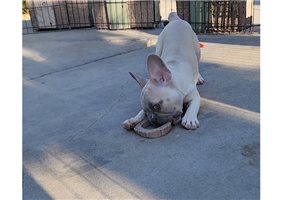 Nathan - French Bulldog for sale