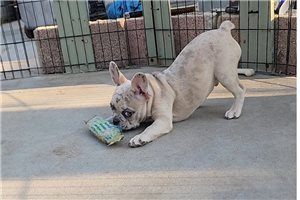 Darrell - puppy for sale