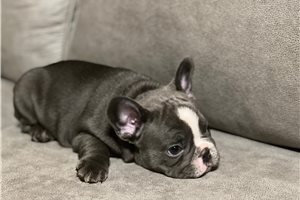 Kent - French Bulldog for sale