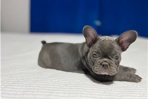 Harley - puppy for sale