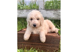 Snowden - Goldendoodle for sale