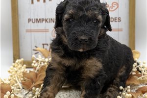 Baroness - Goldendoodle for sale