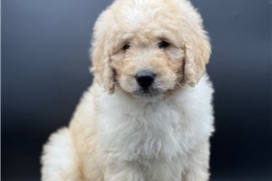 Draco - Goldendoodle for sale