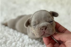 Edgar - puppy for sale