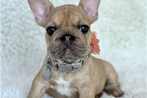 Sadie - French Bulldog for sale