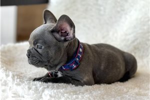 Edmund - French Bulldog for sale