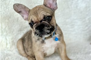 Sebastian - French Bulldog for sale