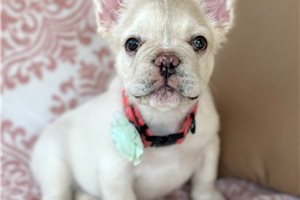 Snow - French Bulldog for sale