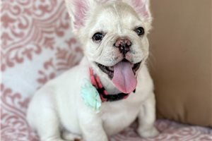 Snow - French Bulldog for sale