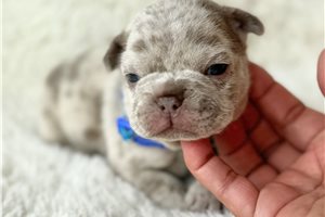 Eddy - French Bulldog for sale