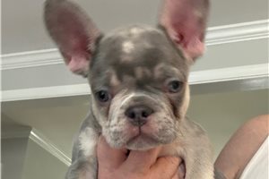 Richard - French Bulldog for sale