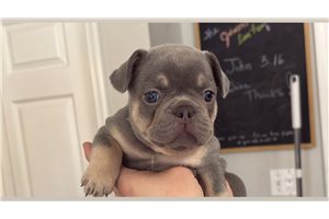 Remy - French Bulldog for sale