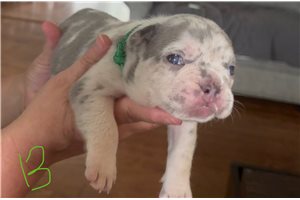 Rick - French Bulldog for sale