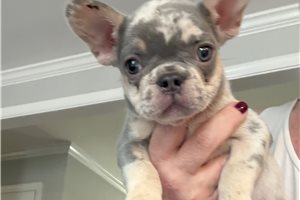 Rider - French Bulldog for sale