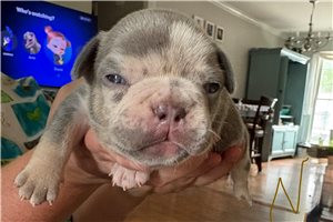 Revis - puppy for sale