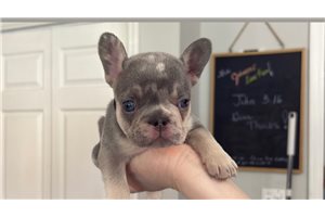 Richard - French Bulldog for sale