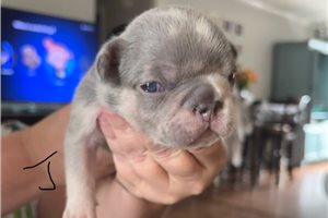 Richard - puppy for sale