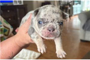 Rexx - puppy for sale