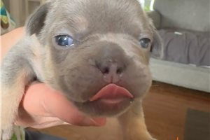 Remy - French Bulldog for sale