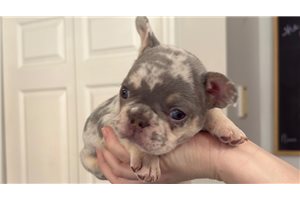 Rider - French Bulldog for sale