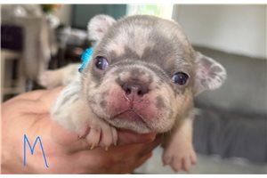 Rider - puppy for sale