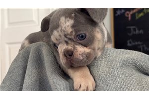 Revis - French Bulldog for sale