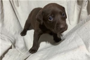 Brayden - Labrador Retriever for sale
