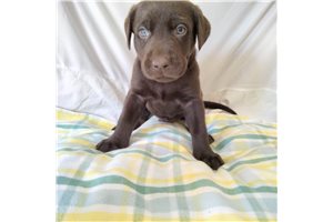 Beau - Labrador Retriever for sale