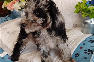 Francesca - Poodle, Miniature for sale