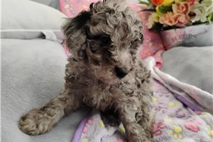 Freya - Poodle, Miniature for sale