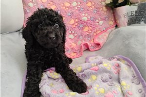 Fatima - Poodle, Miniature for sale