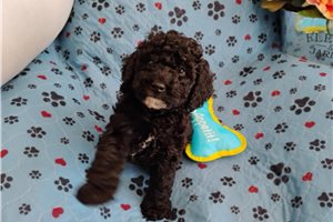 Francisco - Poodle, Miniature for sale