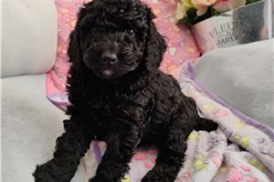 Fiona - Poodle, Miniature for sale