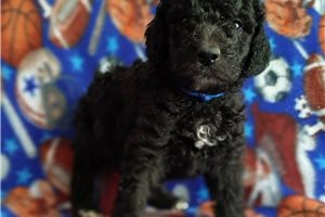 Simu - Poodle, Standard for sale