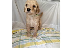 Barrett - Standard Poodle for sale