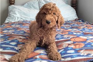 Isaac - Poodle, Standard for sale