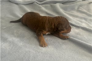 Hunter - Poodle, Standard for sale