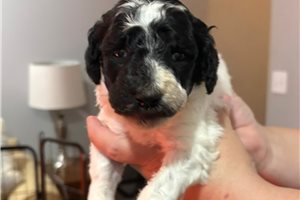 Scout - puppy for sale