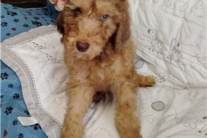 Hannah - Poodle, Standard for sale