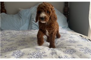 Isabella - puppy for sale