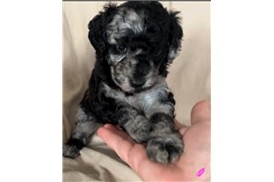 Bianca - Standard Poodle for sale
