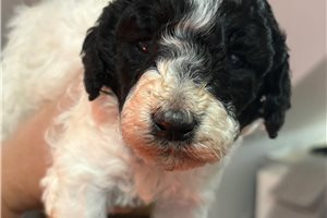 Scarlett - Poodle, Standard for sale