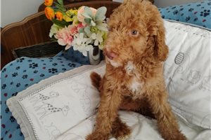 Hailey - Poodle, Standard for sale
