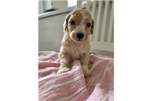 Brynlee - Standard Poodle for sale