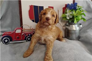 Heidi - Poodle, Standard for sale
