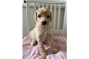 Bonnie - Standard Poodle for sale