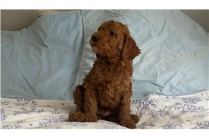Isaiah - Poodle, Standard for sale