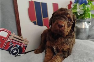 Hazel - Poodle, Standard for sale
